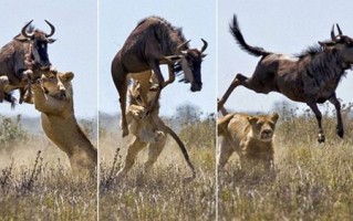 自然传奇私服狮子对决攻略(狮子之间的对决策略)